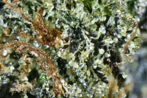 A close-up of Godfather OG: rust-orange hairs across a bed of clear trichome heads and pale green.