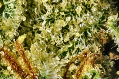 A close-up of Grapefruit's surface: clear, round-headed trichomes over green, with copper hairs across the bottom.
