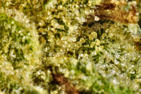 A close-up of Grapefruit: a field of glassy trichome heads over yellow-green, with a brown hair at the right.