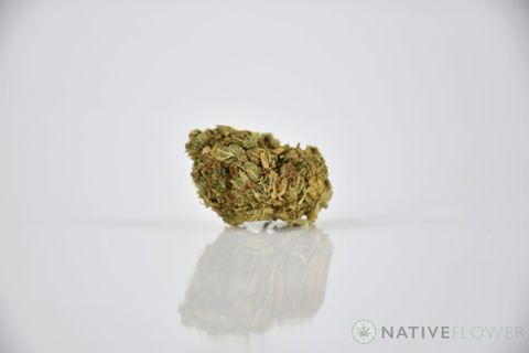 A cured bud of Grapefruit Poison, photographed against a white background.