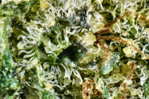 A close-up of Grapefruit Poison's surface: white trichomes over green, with copper hairs and a dark purple fleck.