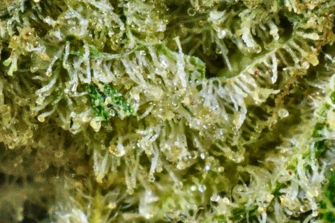 A close-up of Grapefruit Poison: tall trichome stalks with clear heads over yellow-green, and a small green leaf.