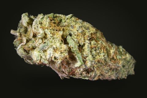 Grapefruit Poison on its side: a wide, long bud with orange hairs through the frost, on a plain black background.