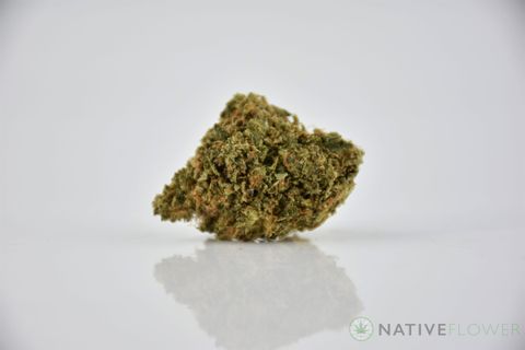 A cured bud of Grease Monkey, photographed against a white background.