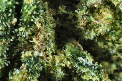 A close-up of Hindu Kush's surface: trichomes over dark and pale green, with a brown hair through the middle.