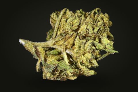 Hindu Kush from another side: a leafy bud with a pale stem across its left, on a plain black background.