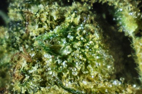 A close-up of Hindu Kush: a green sugar leaf coated in clear, round-headed trichomes.