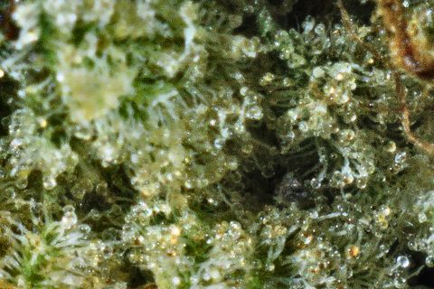 A close-up of Holy Grail's surface: clear trichome heads over green, with a rust hair at the top right.