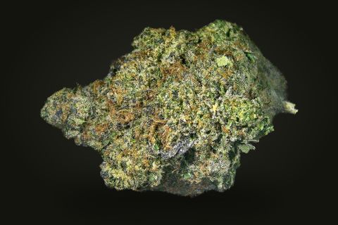 Holy Grail from another side: a wide bud with orange hairs through the frost, on a plain black background.