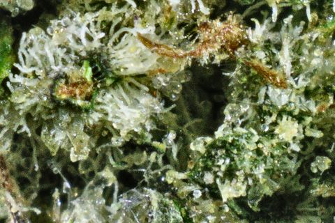 A close-up of Holy Grail: white trichome stalks over green, with amber and rust hairs.