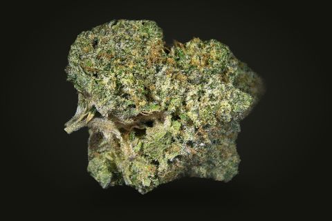 Holy Grail from a third side: an upright bud with a dry leaf at its lower left, on a plain black background.