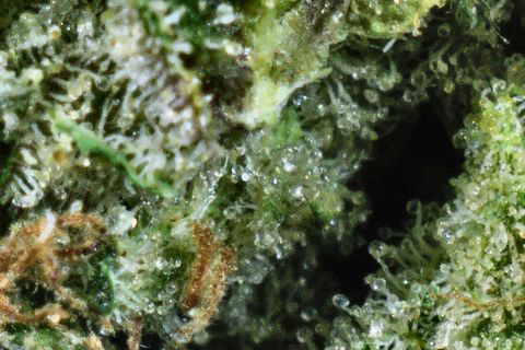 A close-up of Holy Grail: trichomes over green leaf, with rust hairs at the lower left and a dark gap at the right.