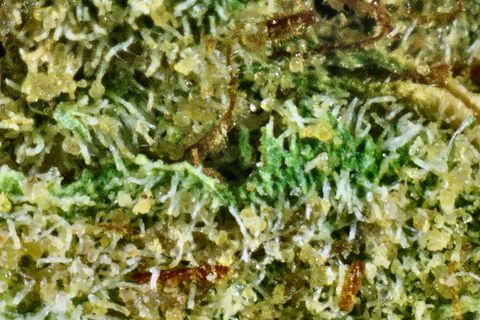 A close-up of Honey Badger's surface: pale trichomes over yellow and bright green, with a rust hair at the bottom.