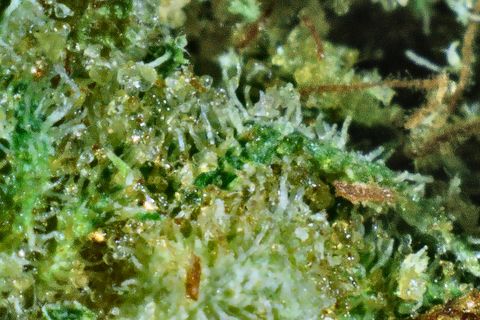 A close-up of Honey Badger: clear trichomes over green leaf, with rust hairs at the right.