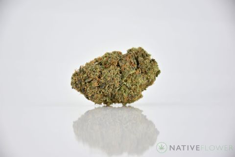 A cured bud of Ice Cream Cake, photographed against a white background.