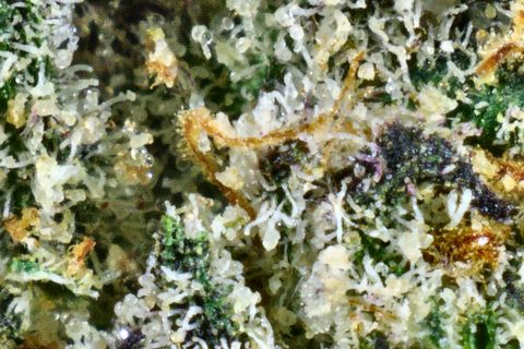 A close-up of Ice Queen's surface: white trichomes and orange hairs, with a dark purple leaf at the right.