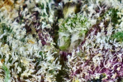 A close-up of Ice Queen: white trichome stalks over deep purple and green leaf.