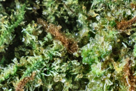 A close-up of Island Skunk's surface: trichomes over bright green, with rust-brown hairs through the middle.