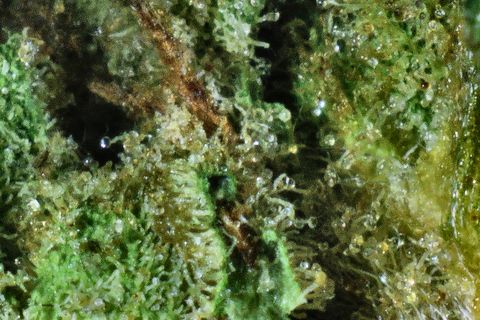A close-up of Island Skunk: a green leaf coated in clear trichomes, with a rust hair at the top.