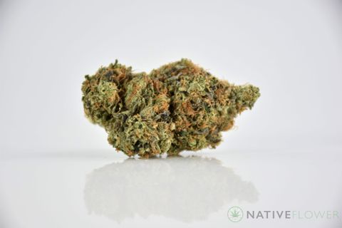 A cured bud of Jack Herer, photographed against a white background.