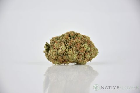 A cured bud of Jealousy, photographed against a white background.