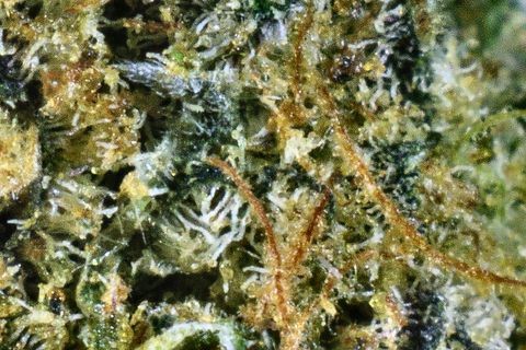 A close-up of Jealousy's surface: white trichomes over dark blue-green leaf, with amber hairs crossing it.
