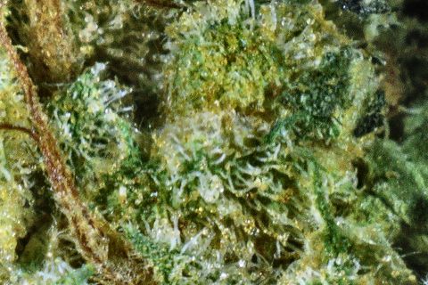 A close-up of Jealousy: trichomes over green, with a long rust hair down the left side.