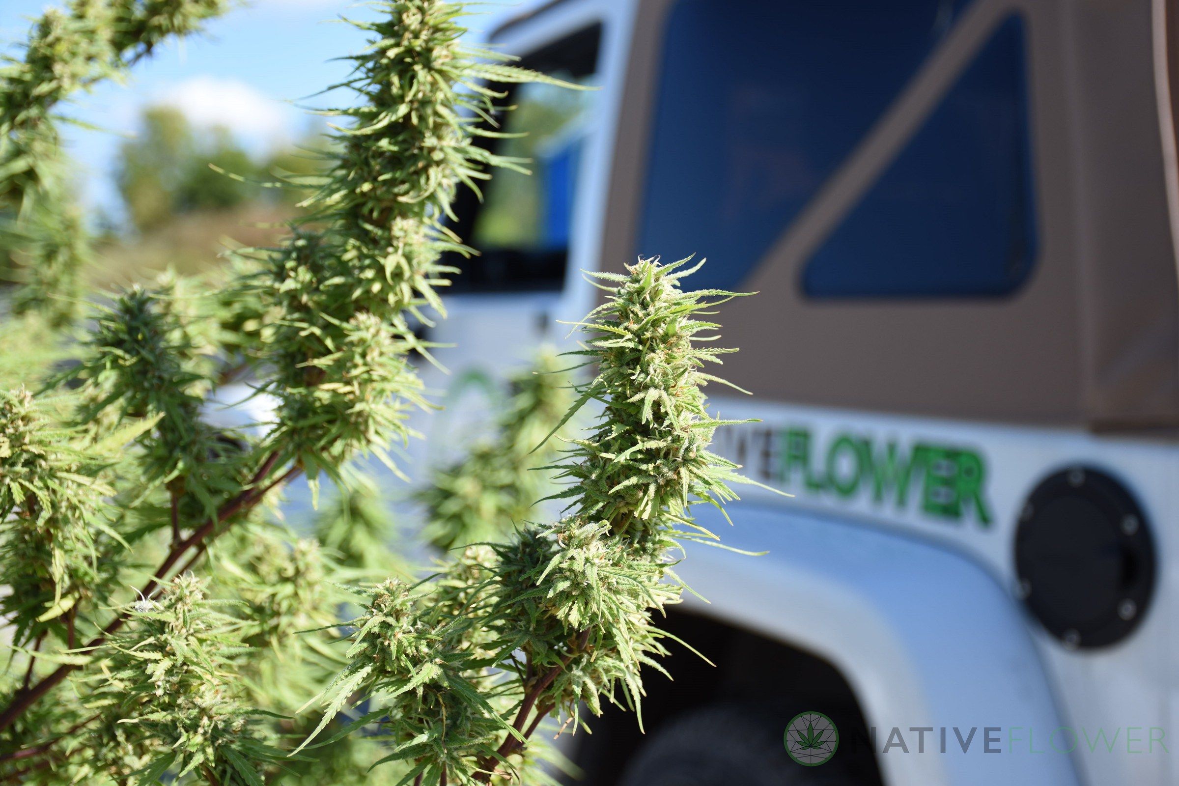 A tall, frosted cannabis cola in sharp focus with a white Native Flower jeep parked behind it.