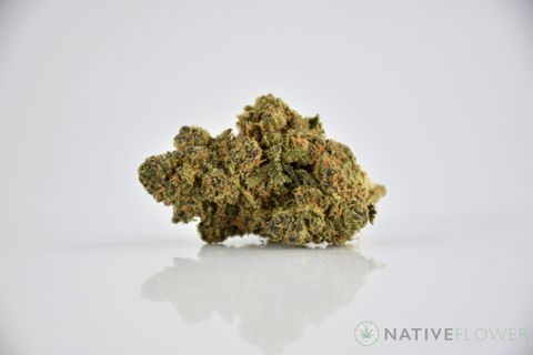 A cured bud of Jelly Breath, photographed against a white background.