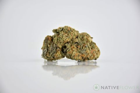 A cured bud of Kill Bill, photographed against a white background.