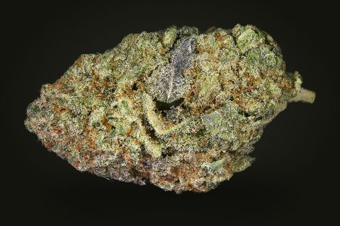 A cured bud of Kosher Kush, wide and olive green with orange hairs and a grey-purple patch, on a plain black background.