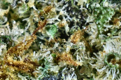 A close-up of Kosher Kush's surface: white trichomes over green, with amber hairs at the lower left.