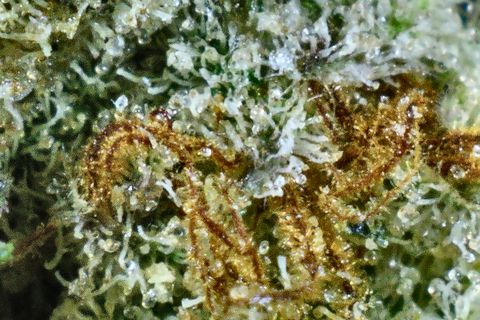 A close-up of Kosher Kush: rust-orange hairs curled across a bed of white trichomes.