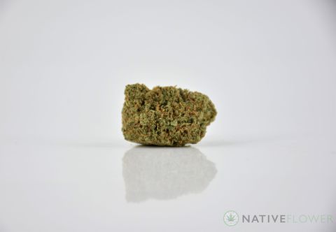 A cured bud of La Fire, photographed against a white background.