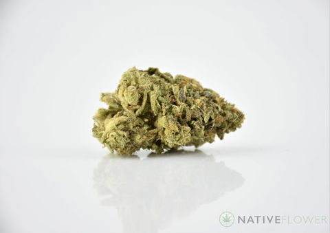 A cured bud of Lemon Party, photographed against a white background.