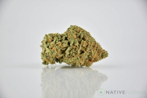 A cured bud of Lemon Zest, photographed against a white background.