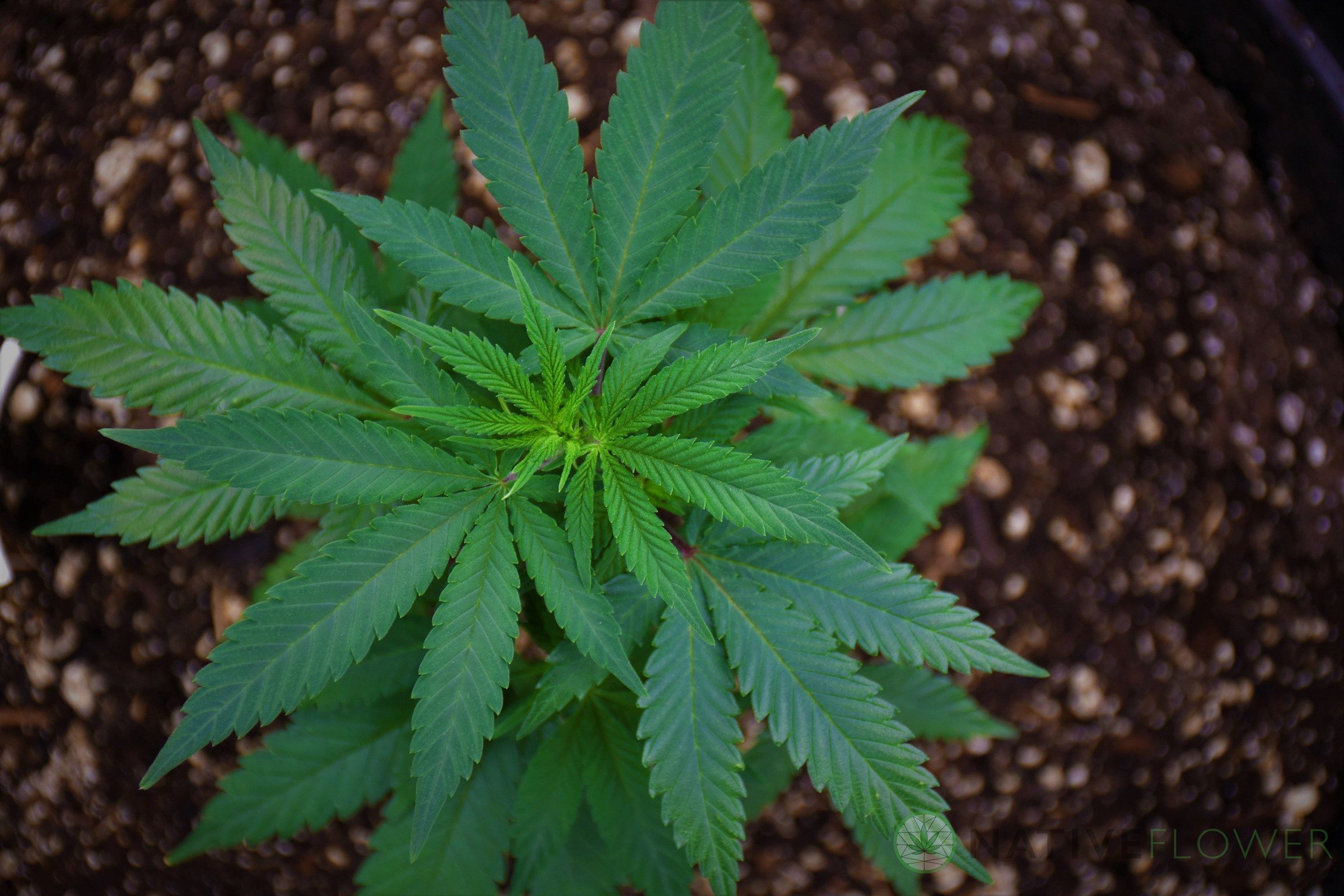 A young cannabis plant seen from directly above, its leaves spread in an even star over dark potting soil.