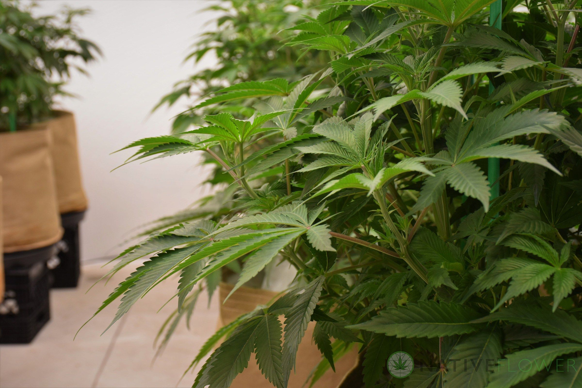 Broad cannabis fan leaves filling the frame, the plants growing in fabric pots in a bright indoor room.