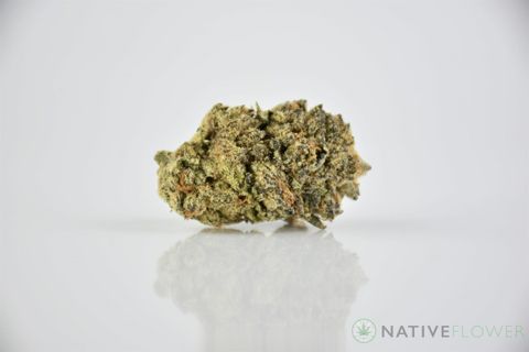 A cured bud of Mendo, photographed against a white background.