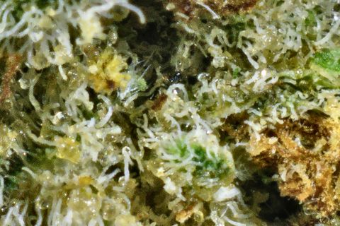 A close-up of Mendo's surface: white trichomes over green, with a yellow patch and a rust-orange area at the right.