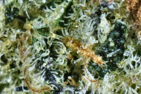 A close-up of Mendo: trichomes over dark blue-green leaf, with a rust hair at the right.