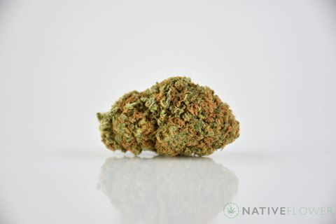 A cured bud of Mimosa, photographed against a white background.