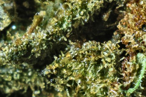 A close-up of Monster Cookies' surface: green leaf edges coated in trichomes, with rust-brown at the right.
