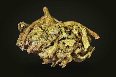 Monster Cookies from another side: a rounded bud with a stem at its top, in tan and rust-orange, on a plain black background.