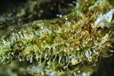 A close-up of Monster Cookies: the edge of a leaf lined with trichome stalks and amber heads.