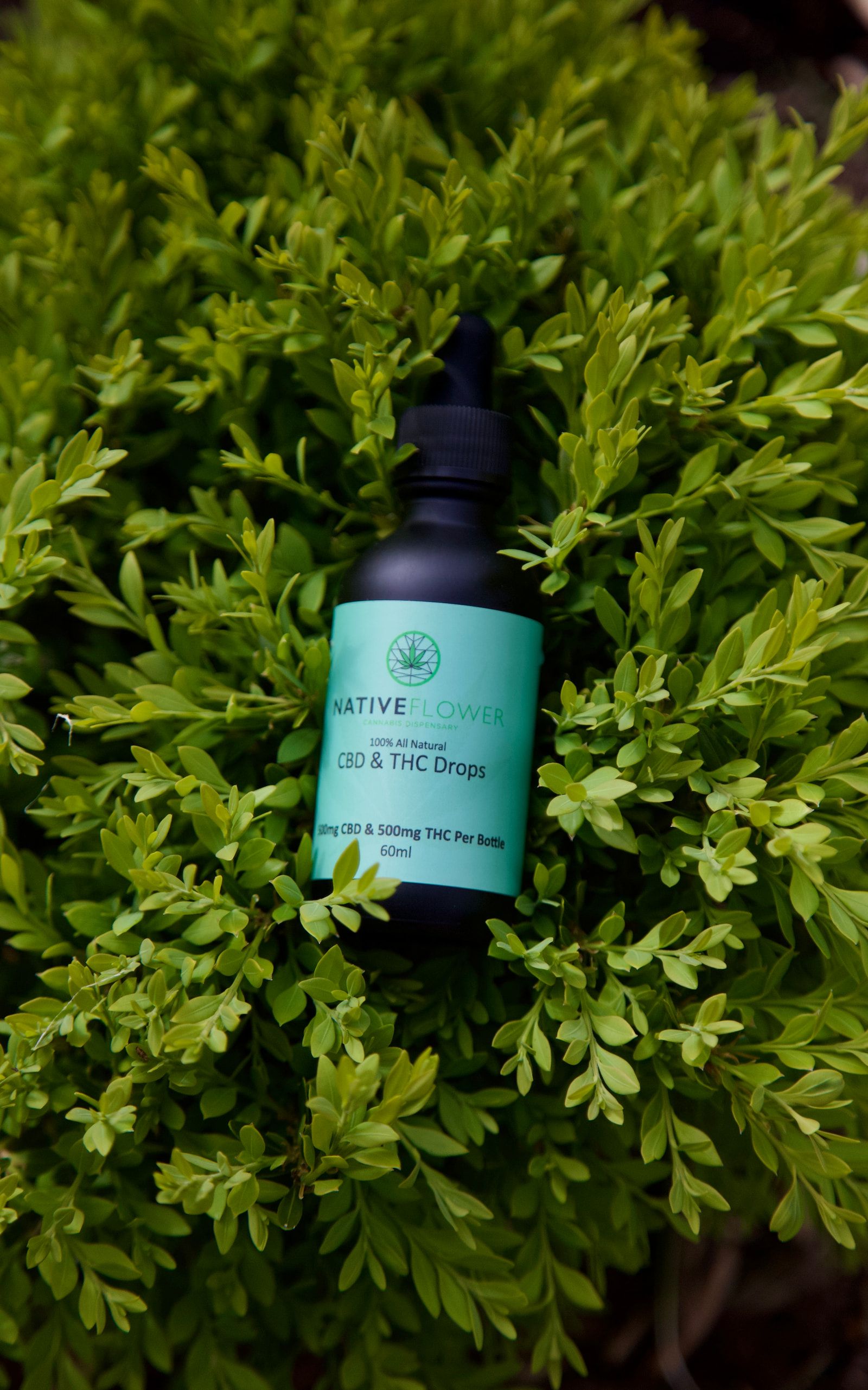 A teal-labelled bottle of drops lying in a clipped green hedge.
