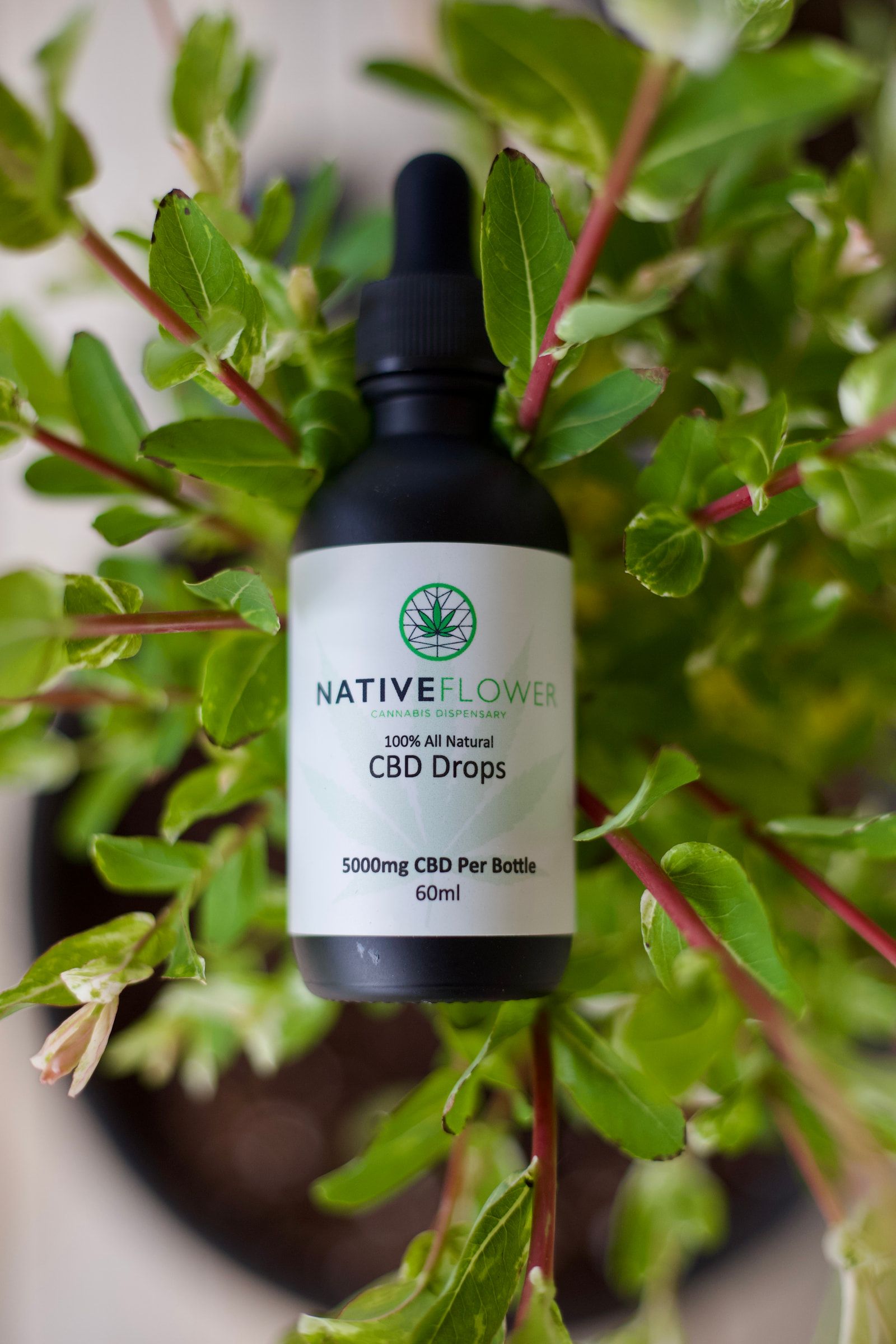 A black dropper bottle of Native Flower CBD drops resting among green leaves.