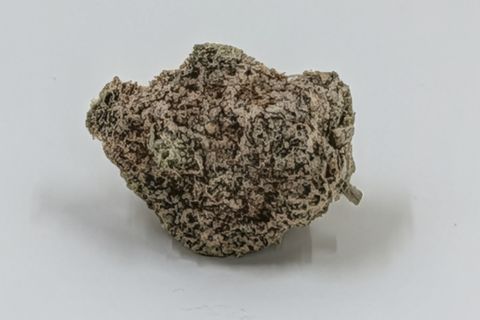 A cured bud of OMG, pale and craggy, photographed against a plain pale-grey background.