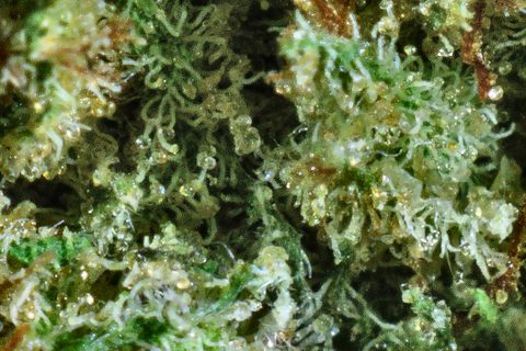 A close-up of OMG's surface: tangled trichome stalks with clear heads over bright green.