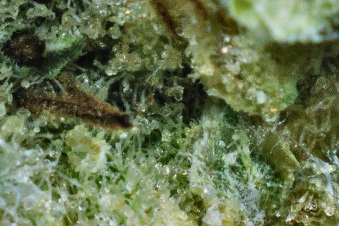 A close-up of OMG: trichomes over pale green, with a dark brown leaf at the left.